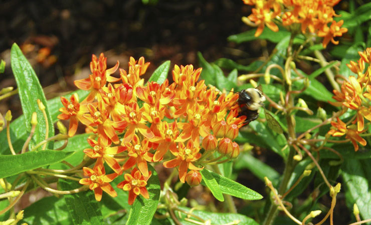 Bumble bee on Butterfly Weed