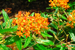 Seymour Town Hall, Seymour, CT _Asclepia_tuberosa