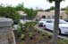 native plants ready for students to plant