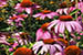 newly planted pollinator garden