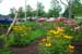 2 students placing mulch on native plant